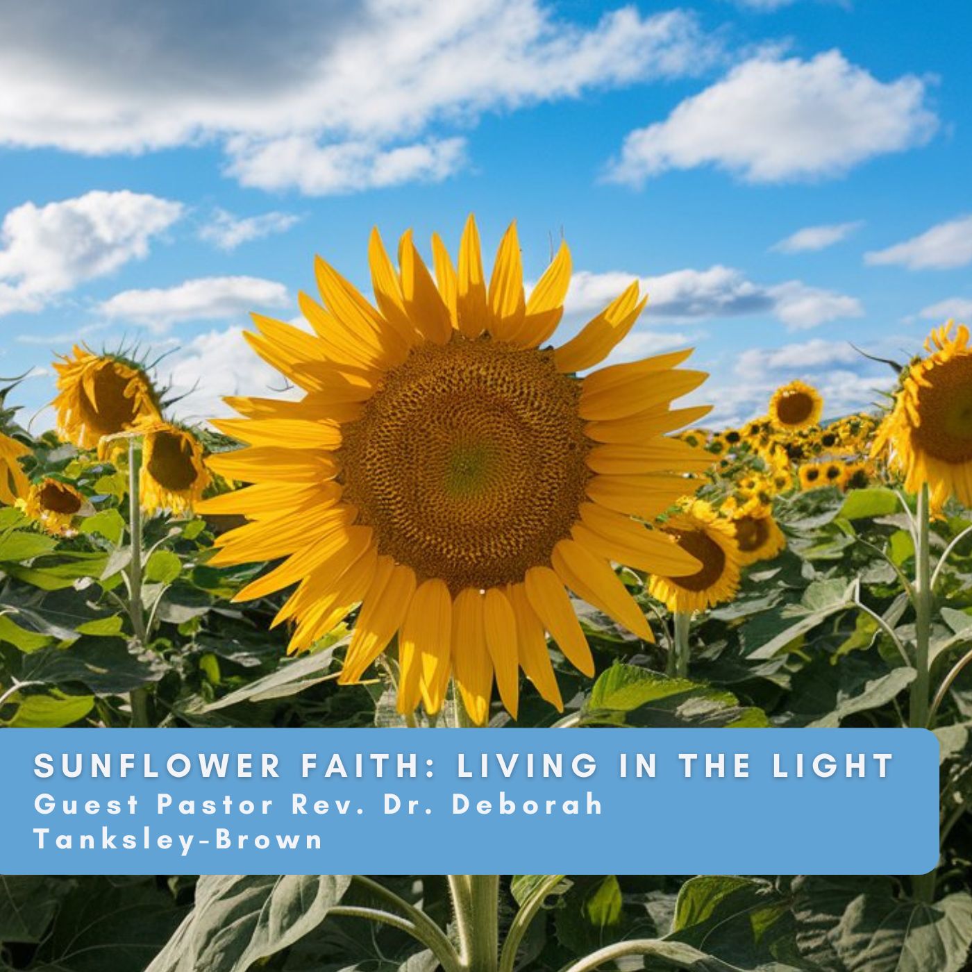 Sunflower Faith: Living in the Light episode artwork